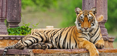 DONATING TO TIGER WATCH