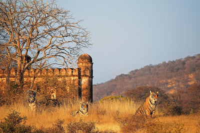 TIGER SAFARIS WITH NEMO TRAVEL